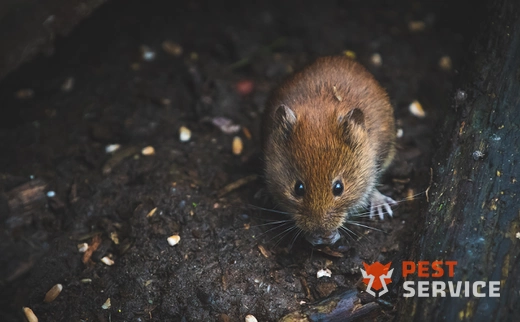 Дератизация в Сарапуле